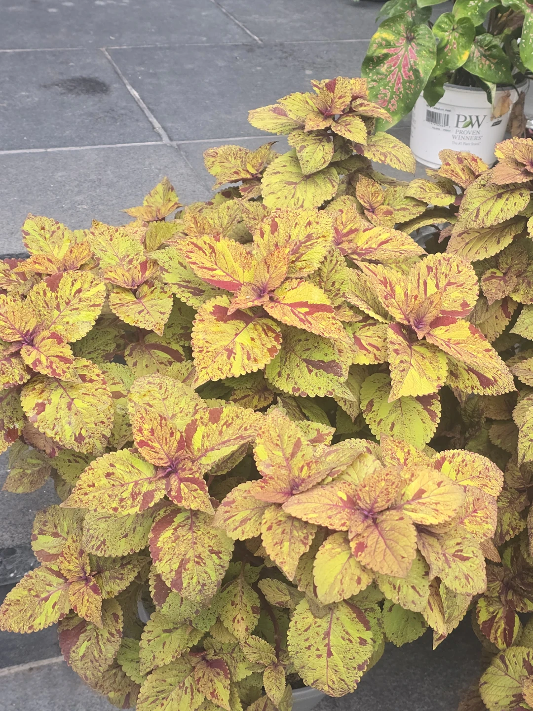 Coleus Planter 10"pot - photo 5