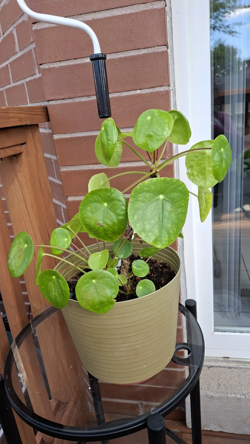 Chinese Money Plant (Pilea Peperomioides)