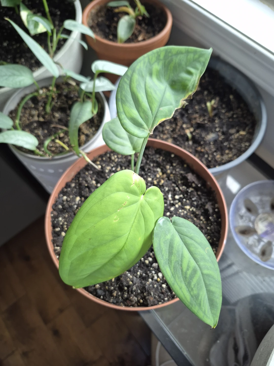 Syngonium chiapense - photo 3