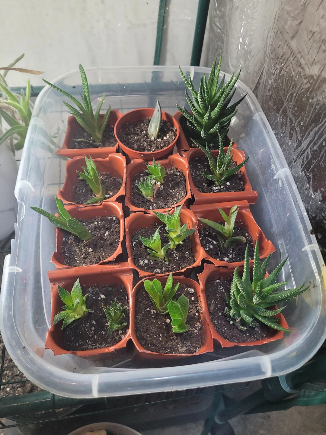 Succulents - photo 3