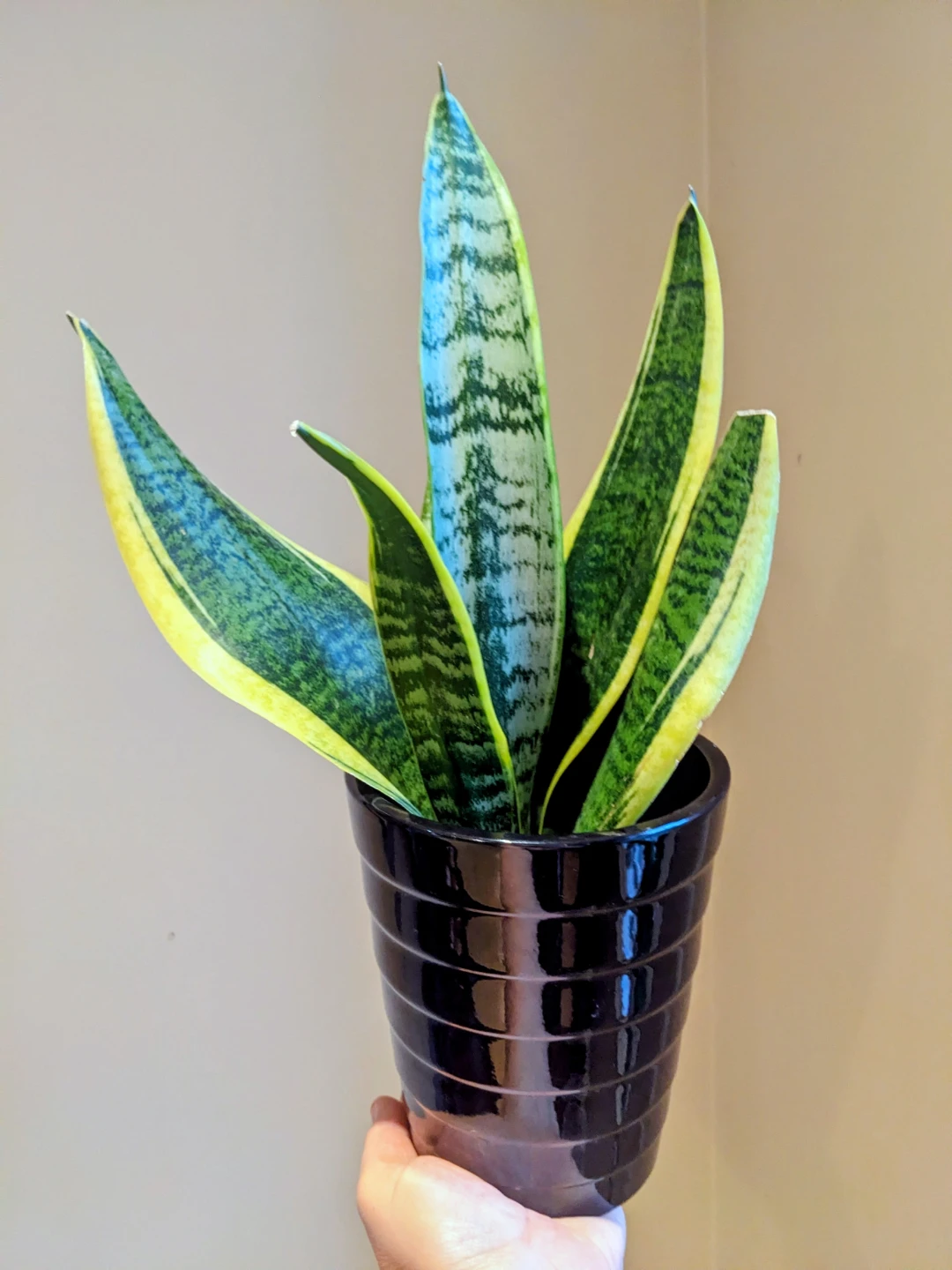 ASSORTED INDOOR/HOUSEPLANT - photo 3
