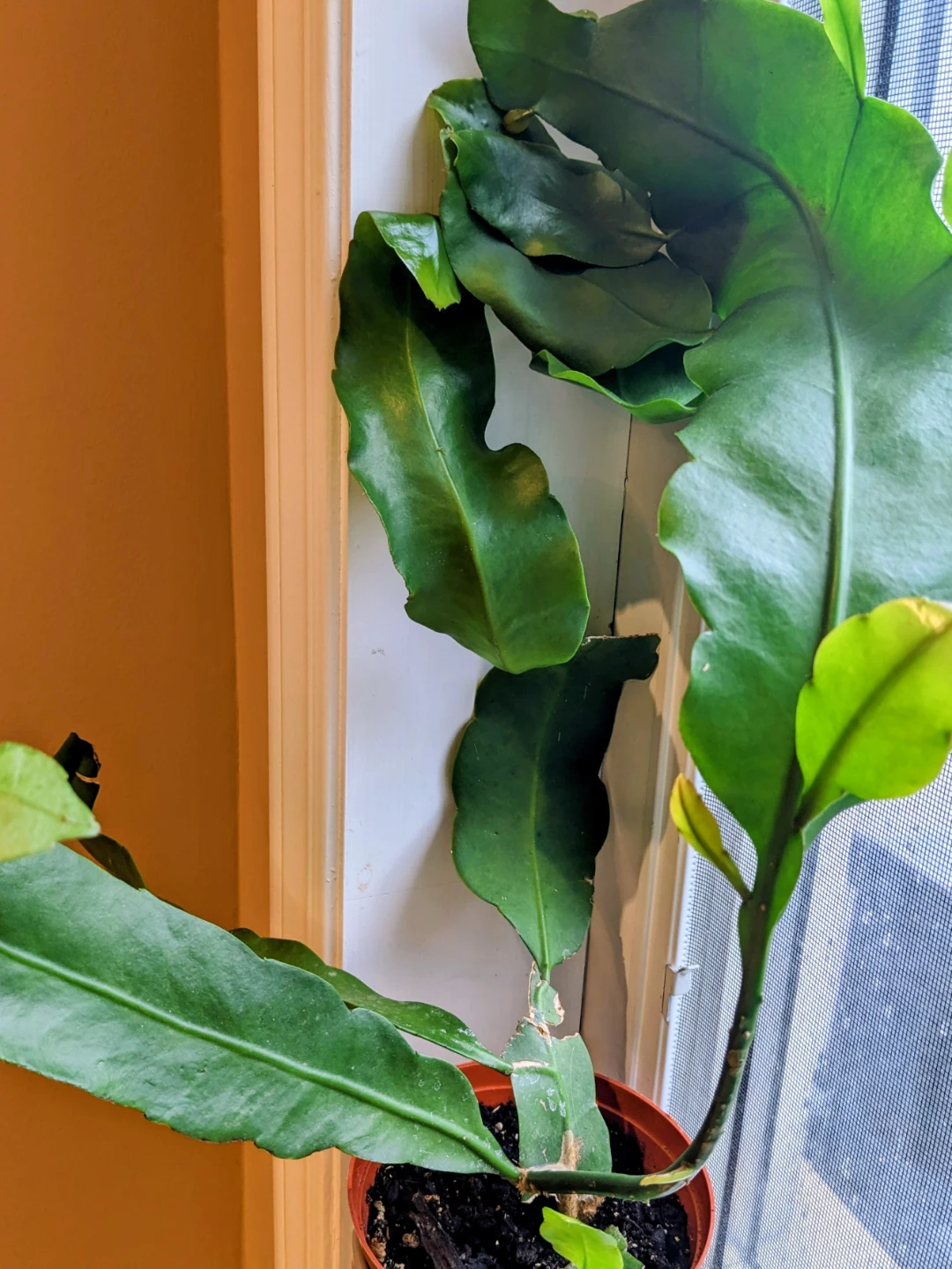 ASSORTED INDOOR/HOUSEPLANT - photo 4
