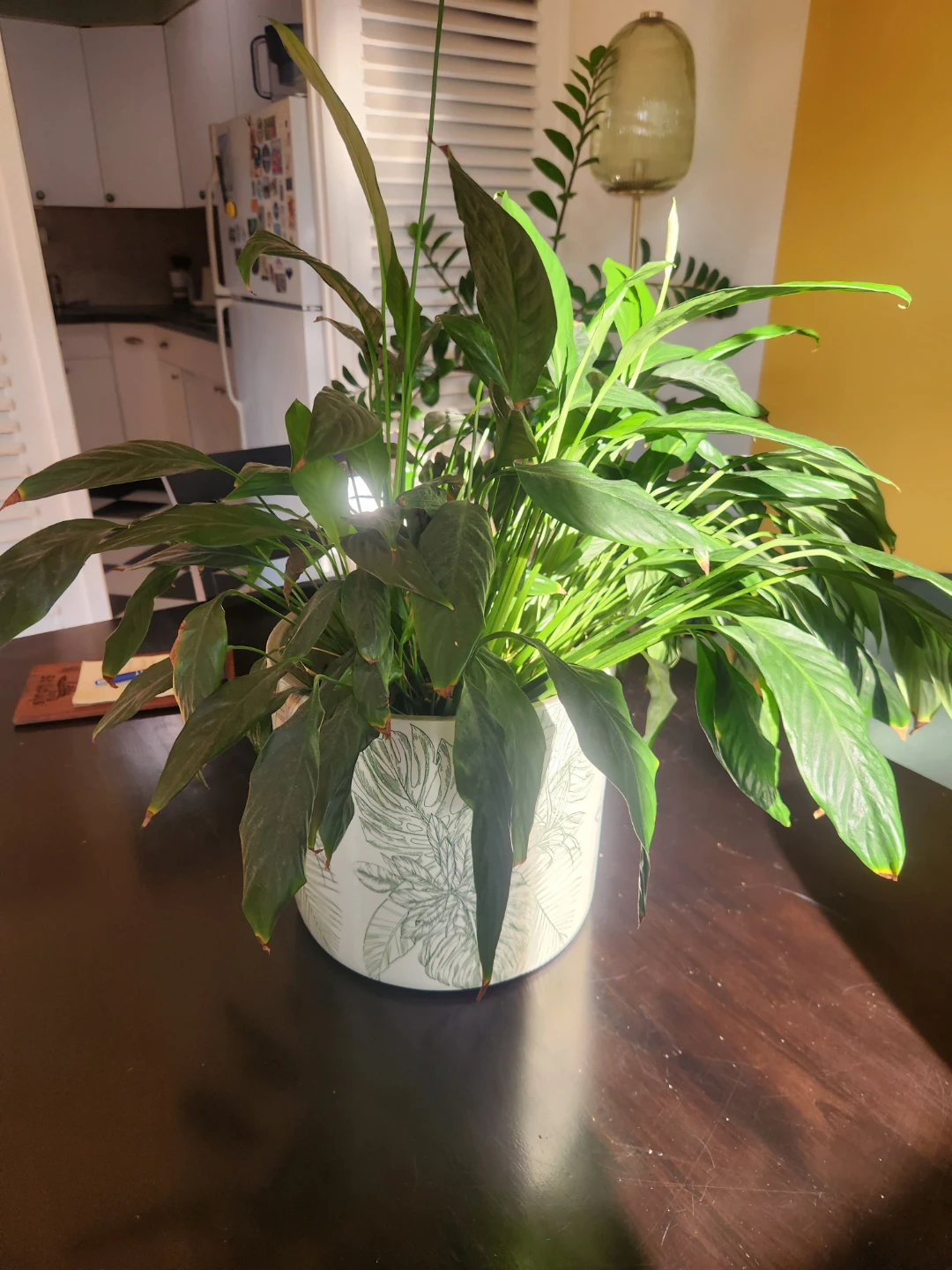 Assorted Potted Houseplants
