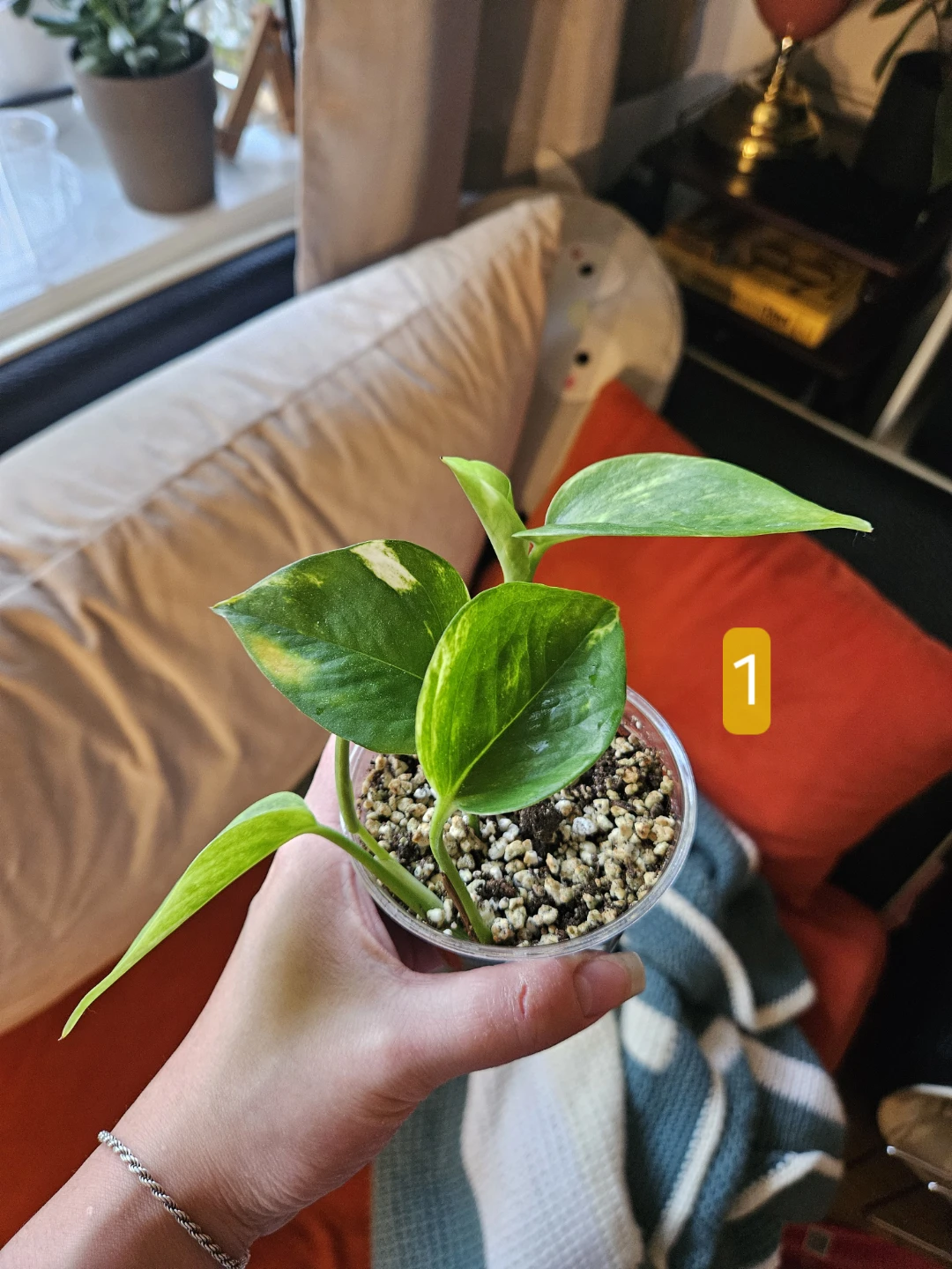Air Purifying Pothos Plant