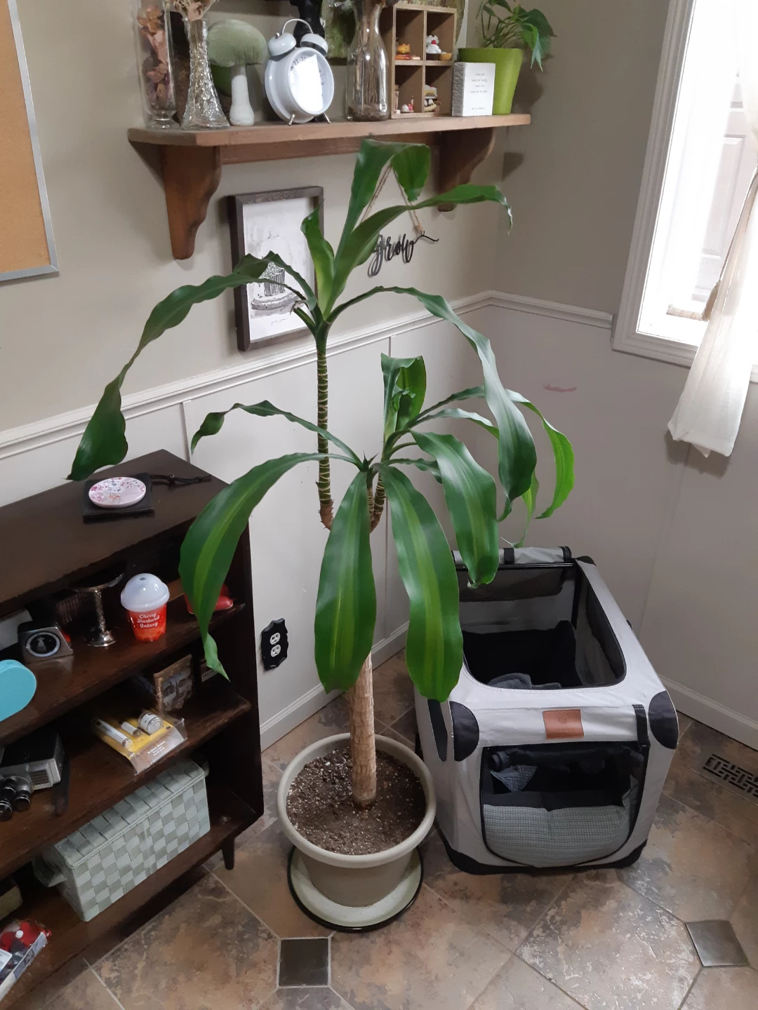 Large Draceana / Corn Plant