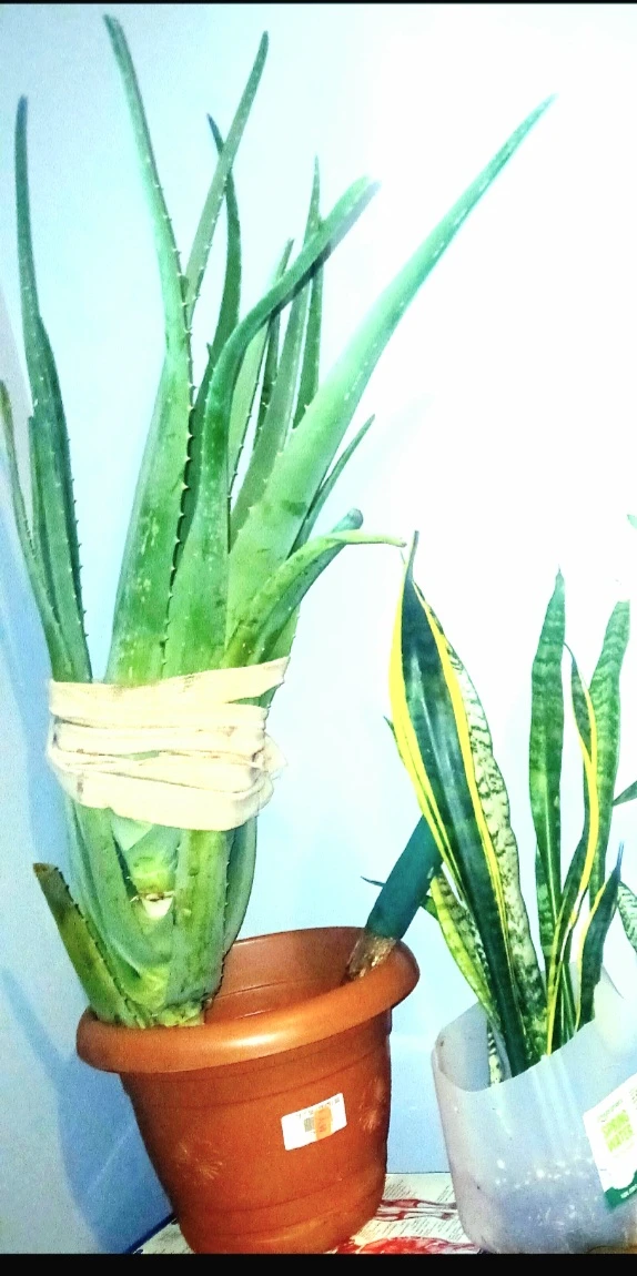 Beautiful Aloe Vera Plant etc.. $29-$75