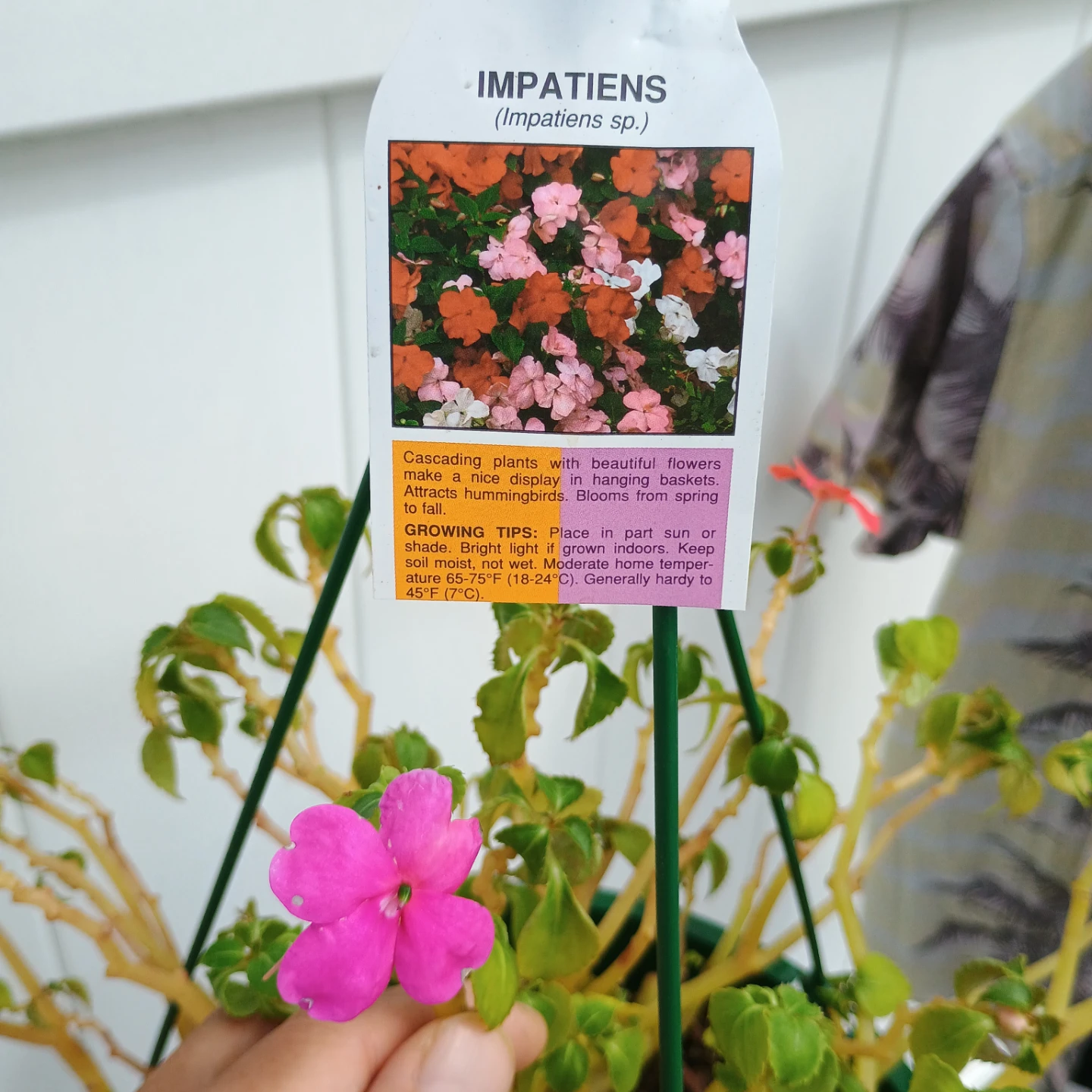 Impatiens Hanging Basket Plant - photo 5