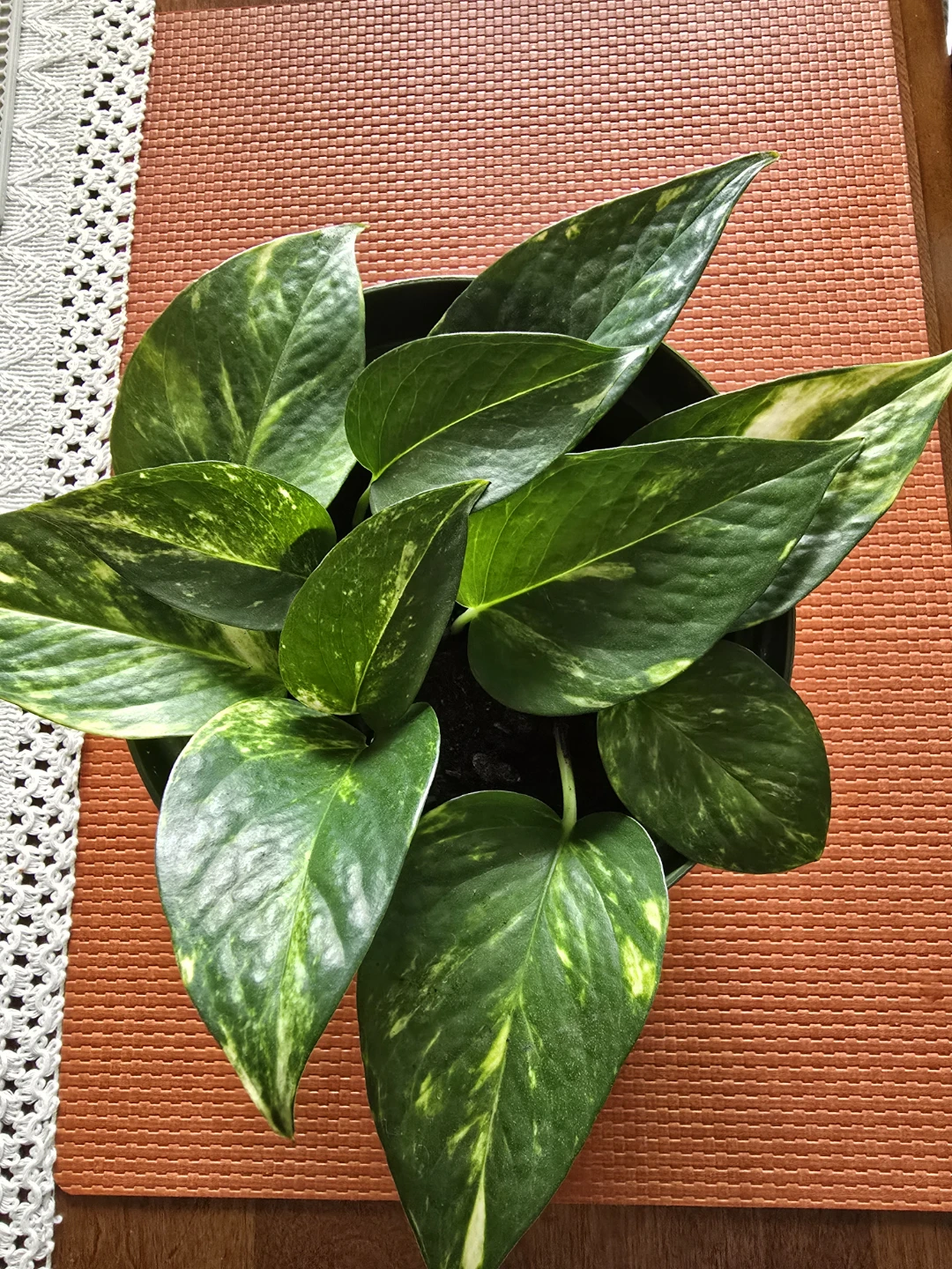 Healthy Golden pothos (17cm) - photo 2