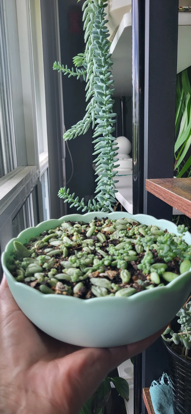 Burro's Tails in beautiful plastic pot - photo 4