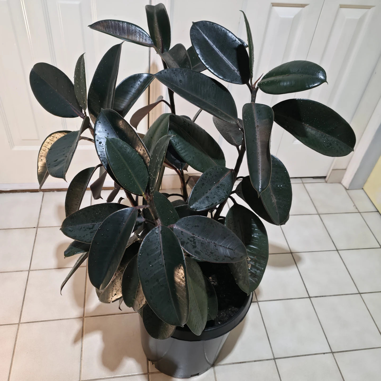 3ft Ficus Rubber Plant with Large Nursery Pot | ✅️ Free Delivery - photo 2