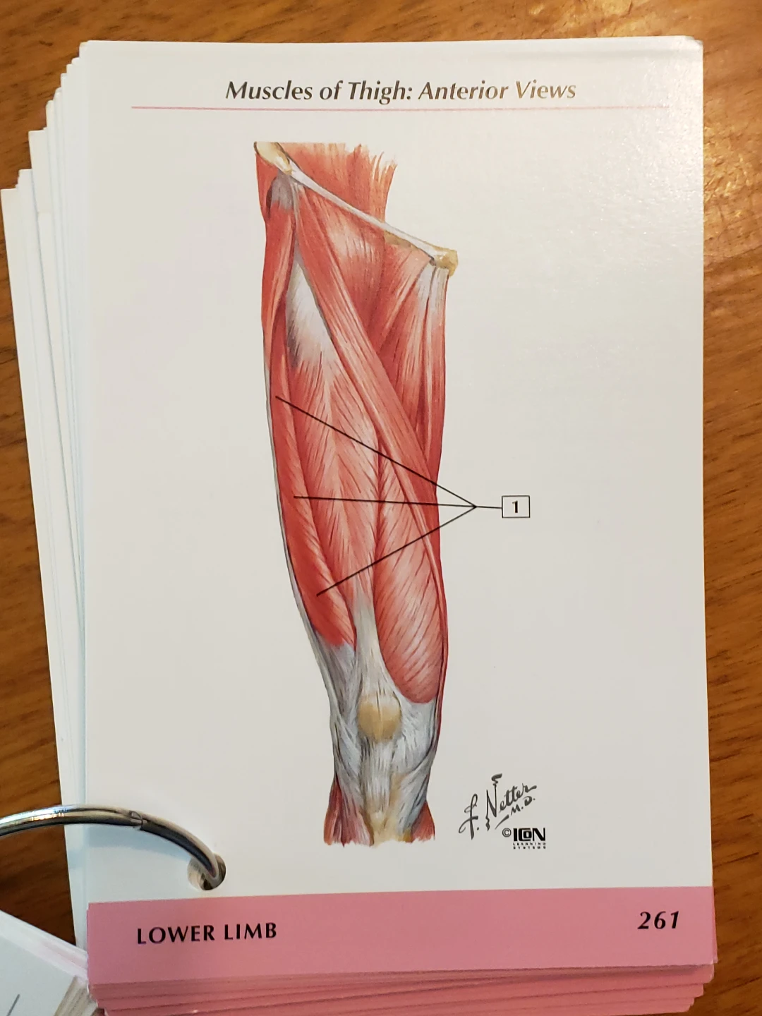 Anatomy Flashcards - Bones and Muscles - photo 3