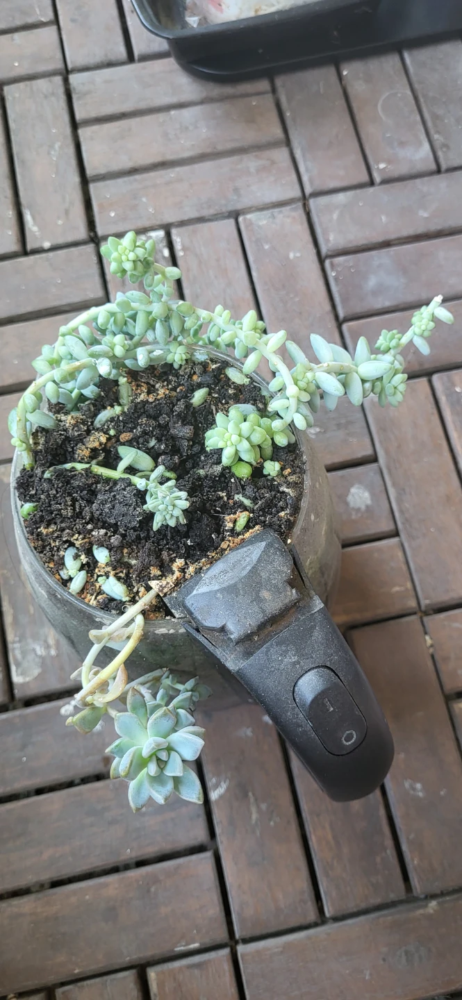 Burro's Tails and  Graptosedum ghosty  succulent  in a kettle