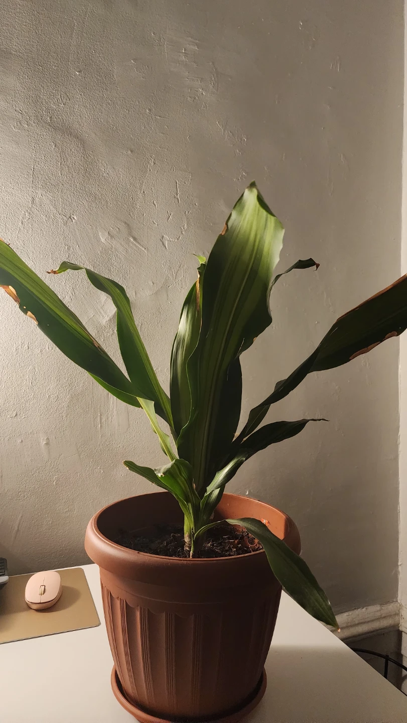 Dracaena Fragrans / Corn Plant or Mass Cane - photo 3