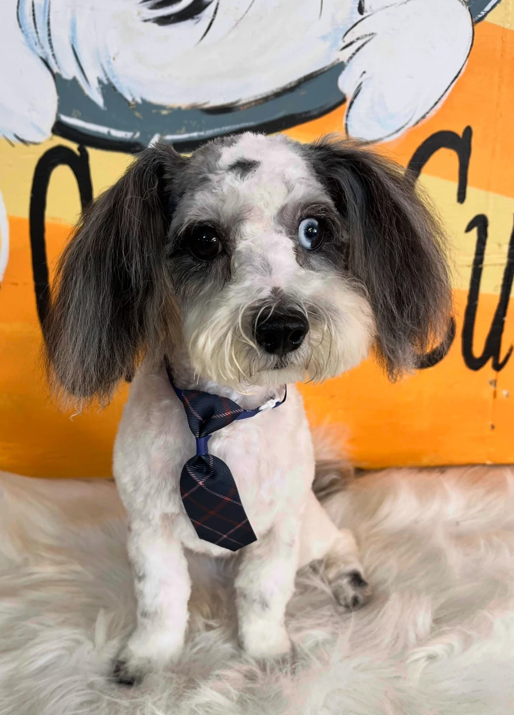 Gatsby the dog