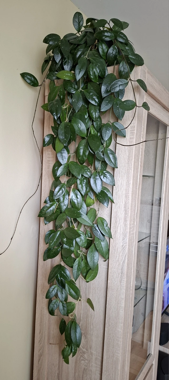 Hoya Carnosa Plant