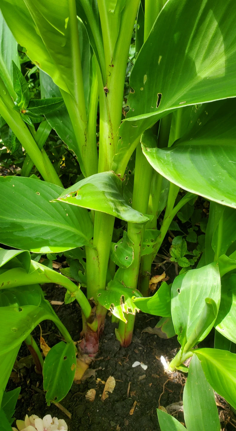 Canna lily - photo 5