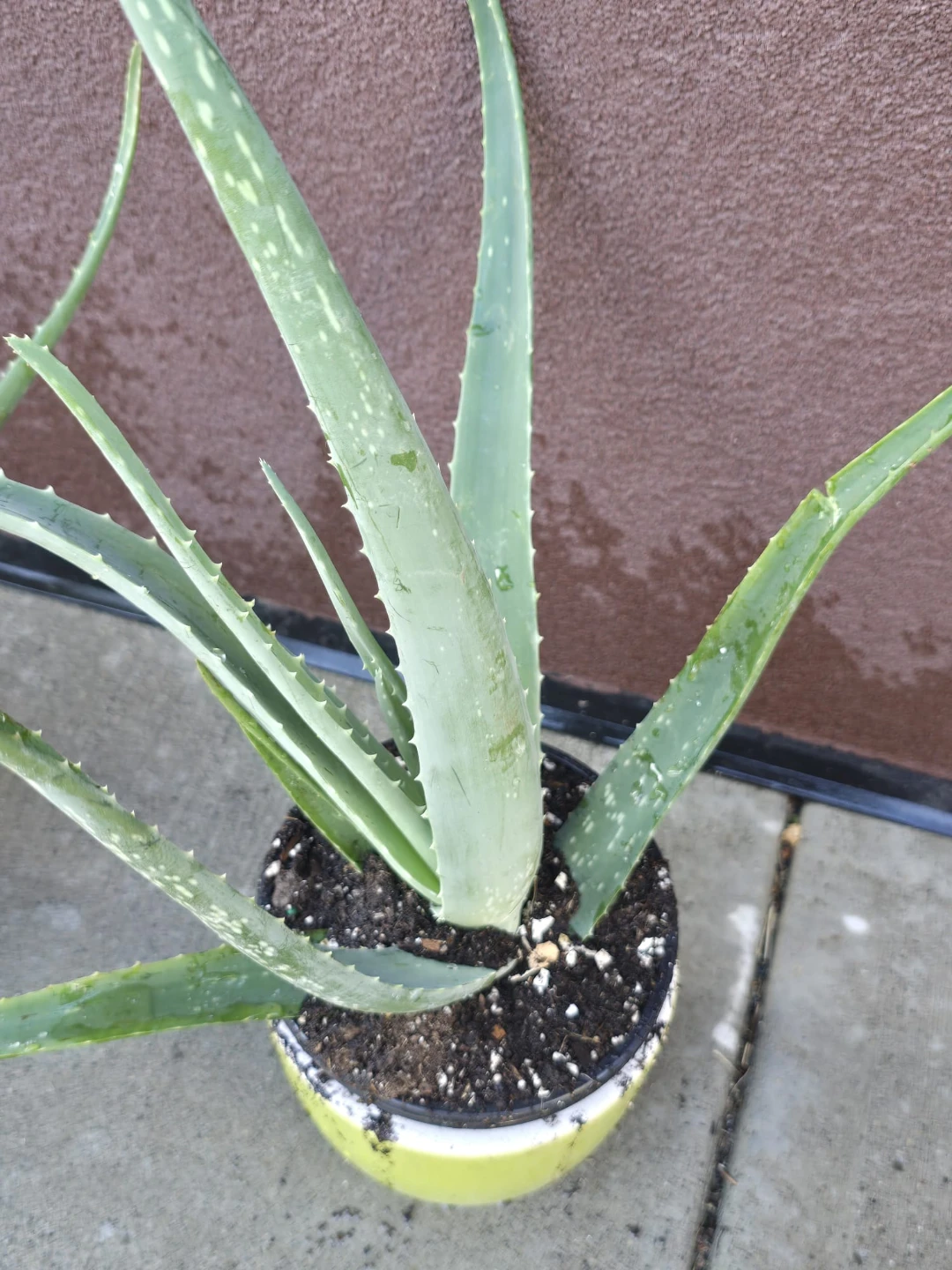 Four Aloe Vera Plants - photo 4