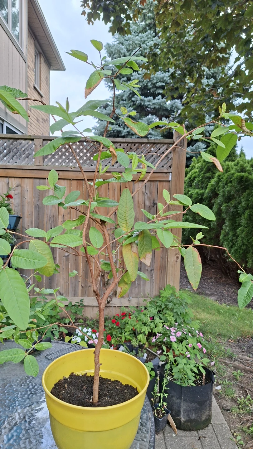 Healthy Guava Plant in Yellow pot - photo 3
