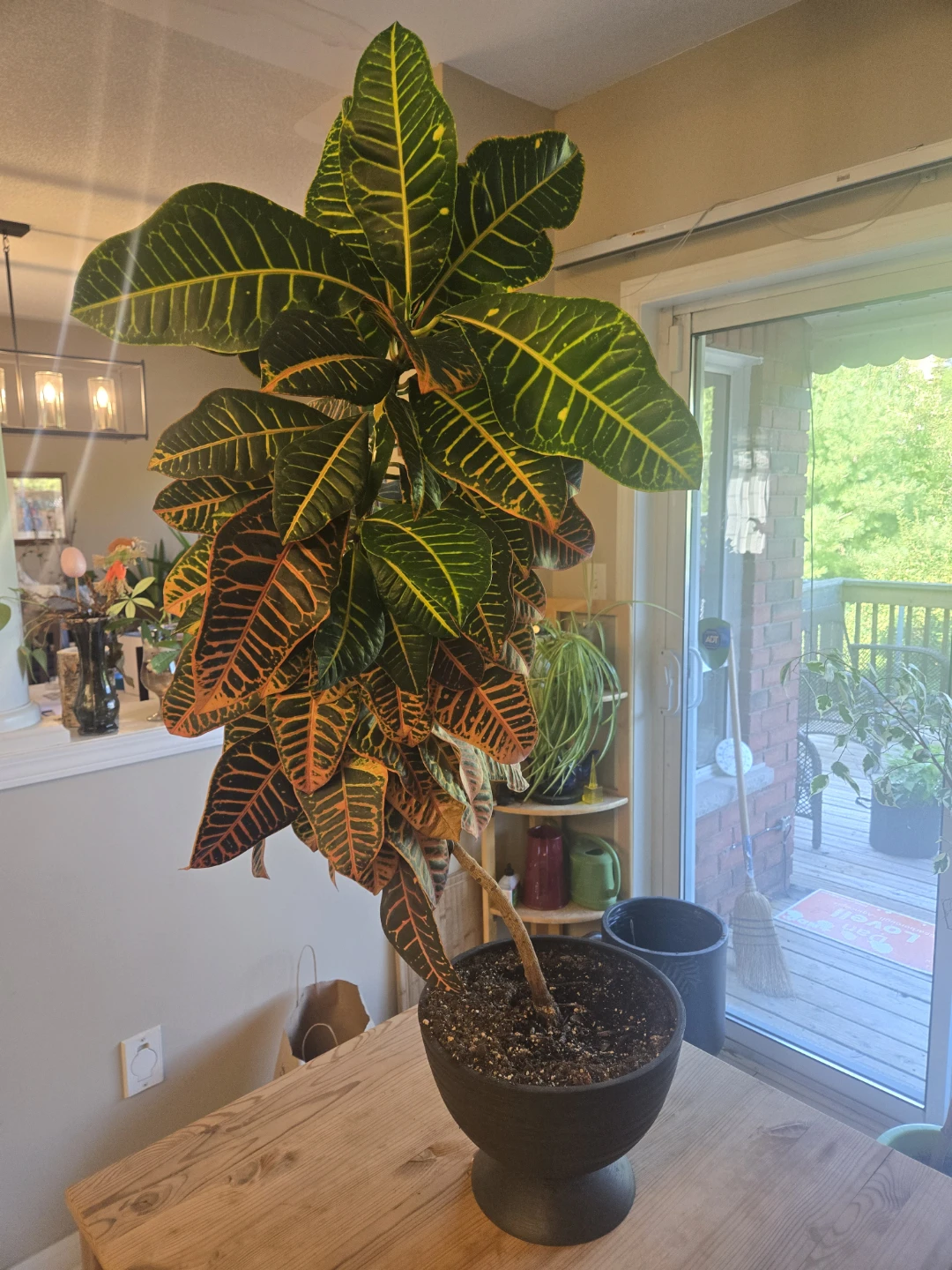 Croton Plant 48 inches (4ft) tall