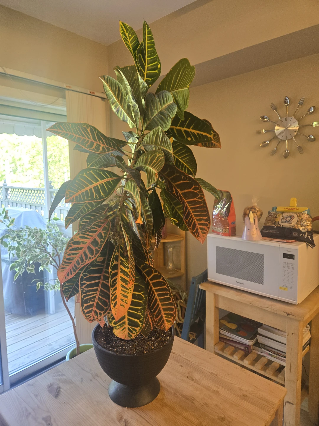 Croton Plant 48 inches (4ft) tall - photo 2