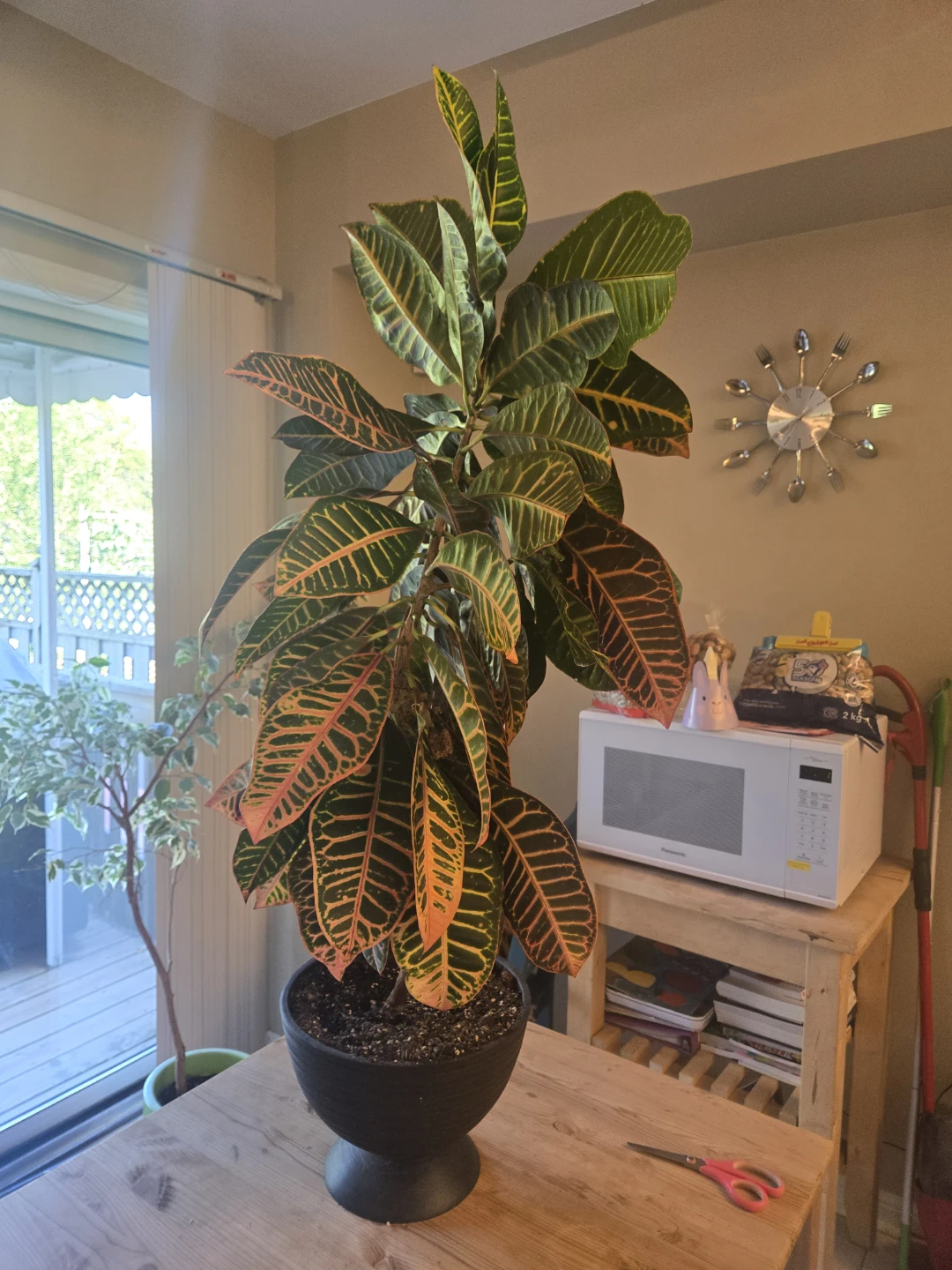 Croton Plant 48 inches (4ft) tall - photo 3