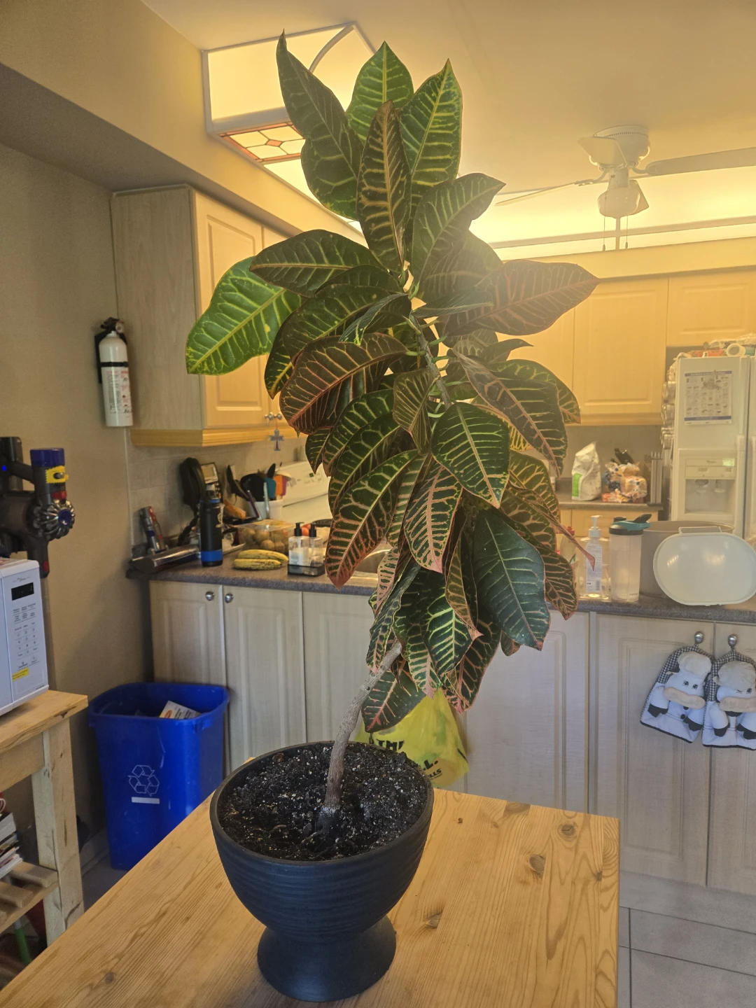 Croton Plant 48 inches (4ft) tall - photo 4