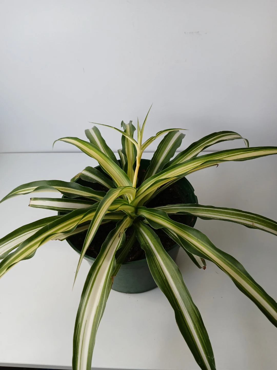 Variegated Spider Plant in 6"Pot. Fixed price. - photo 3