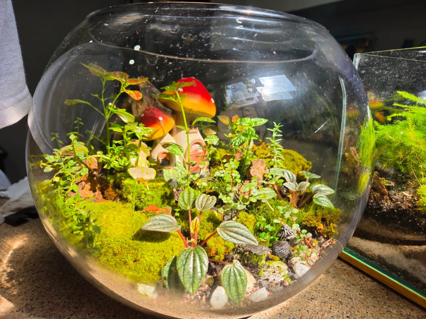 Terrarium - photo 4