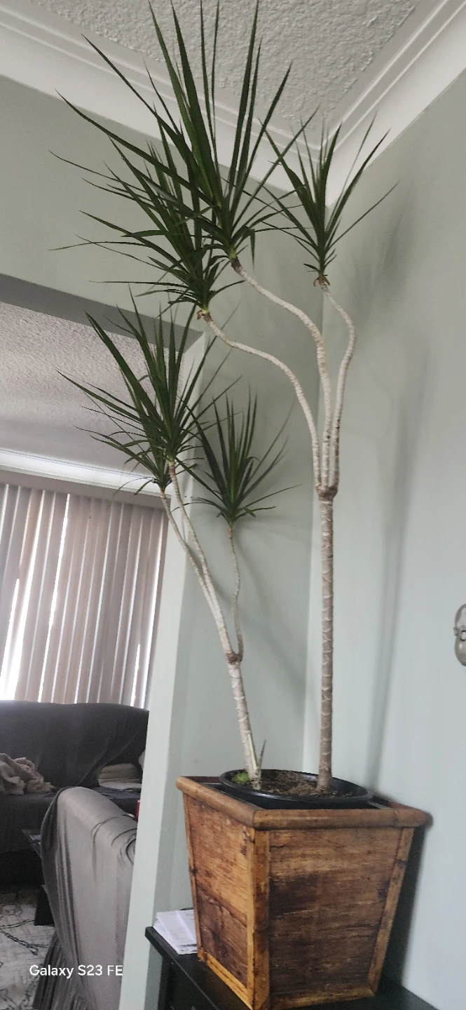 Dracaena Marginata Plant - photo 2