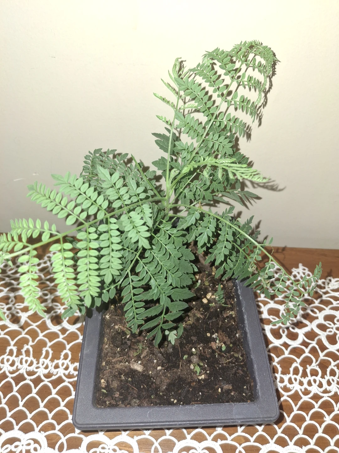 Jacaranda Live Bonsai Tree in Square Pot