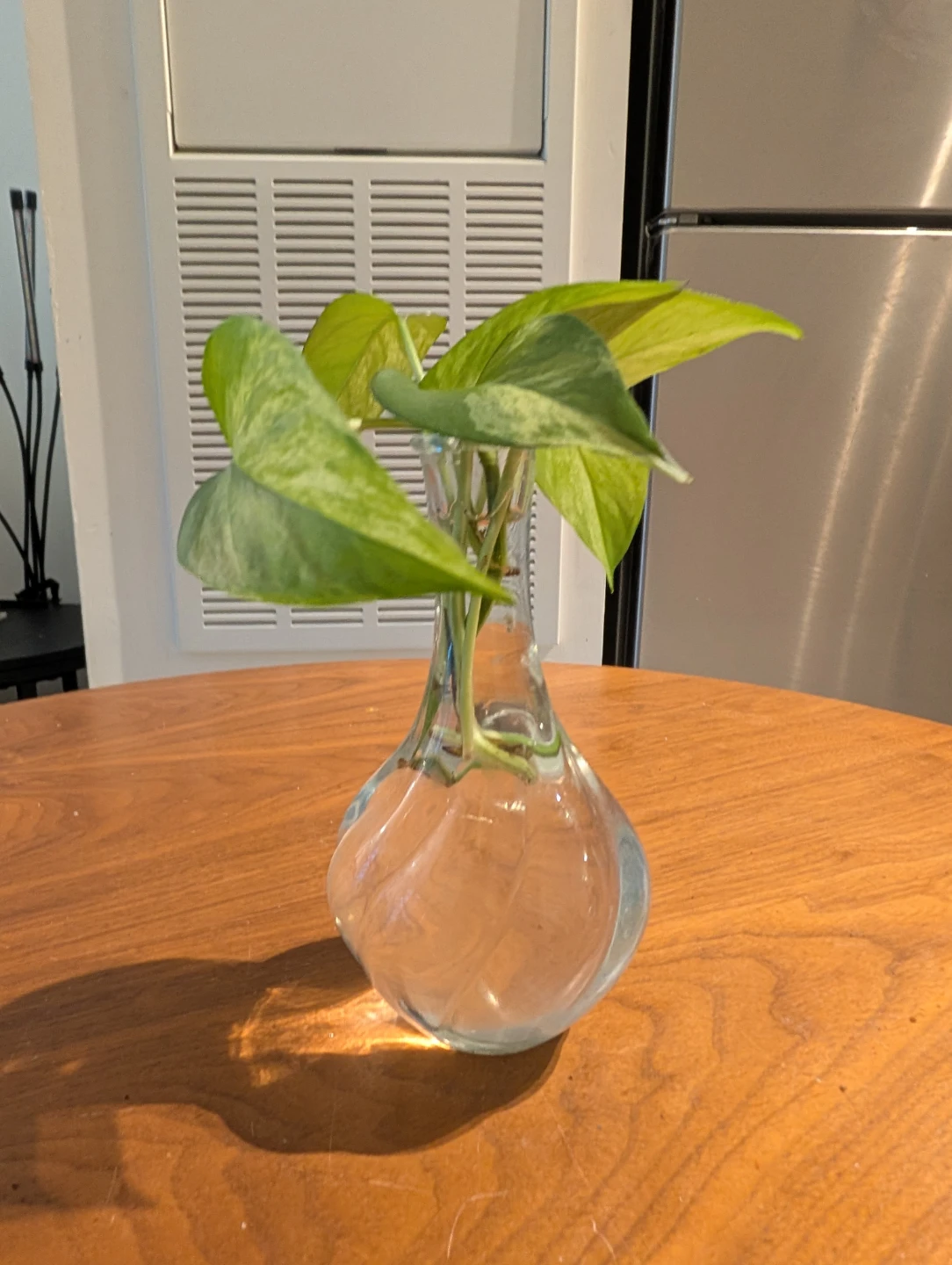 Pothos Plant Cutting in Glass Vase