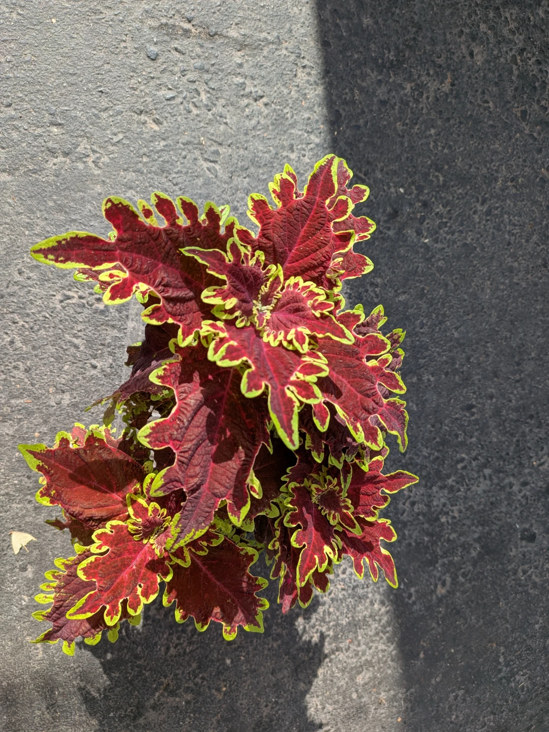 Radiant Red Coleus with exquisite leaf pattern