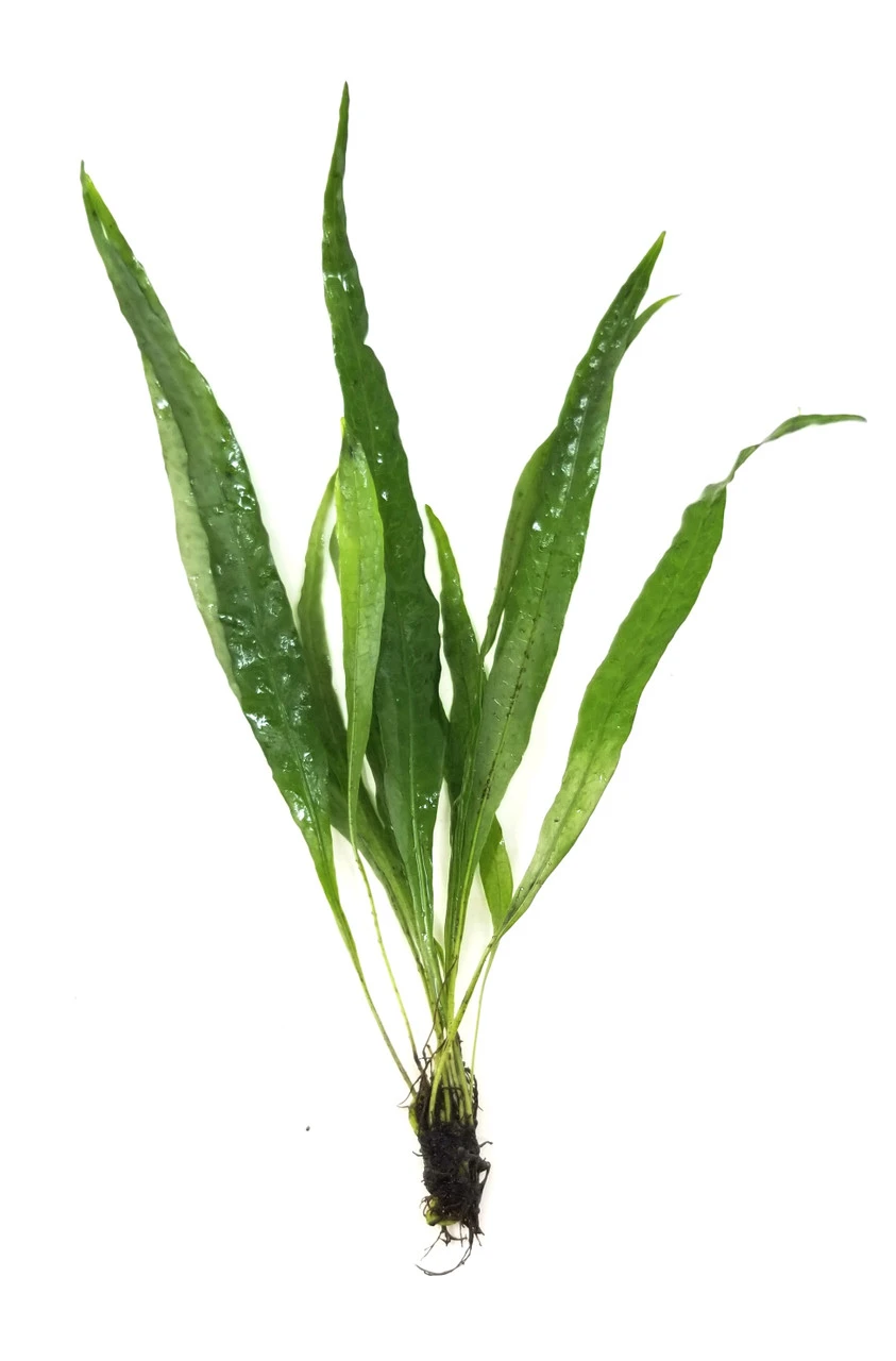 Java Fern