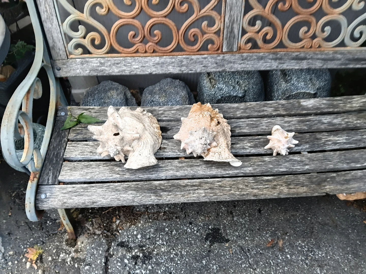 Decorative Seashells for Display