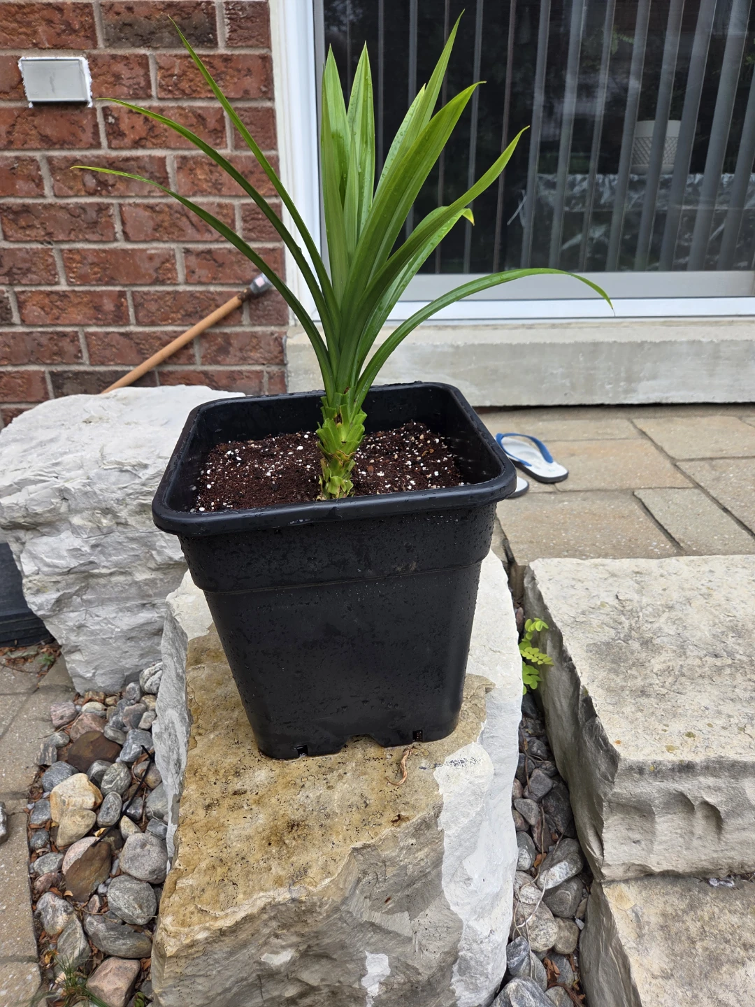 Organic Pandan (Rambe) Plant - photo 2