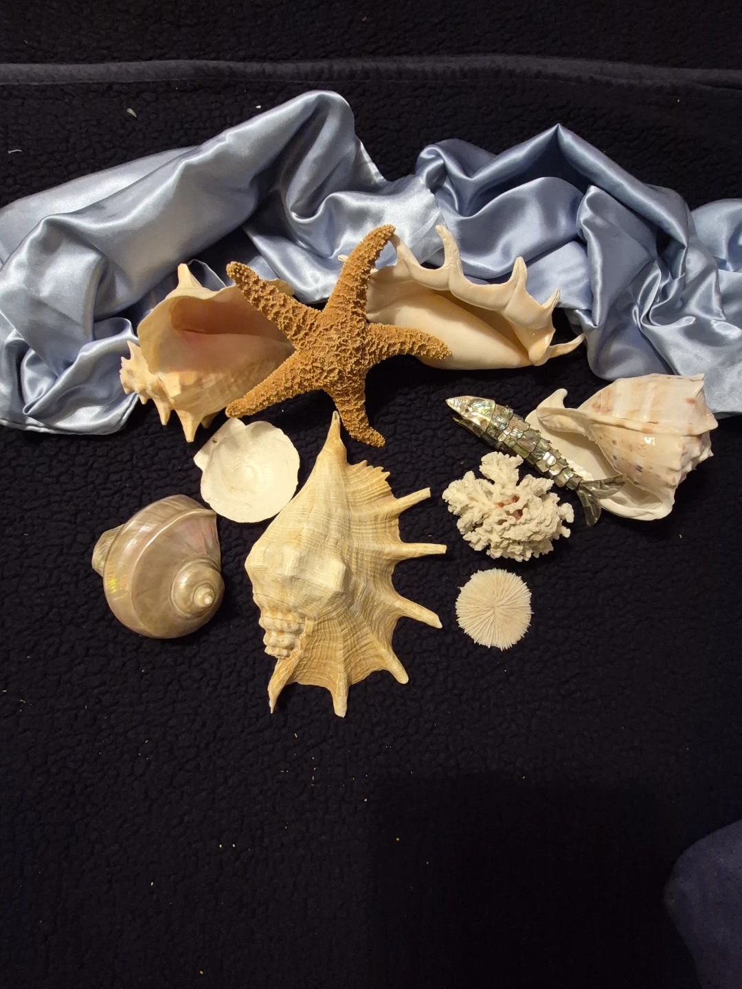 Assorted Seashells and Starfish Decor