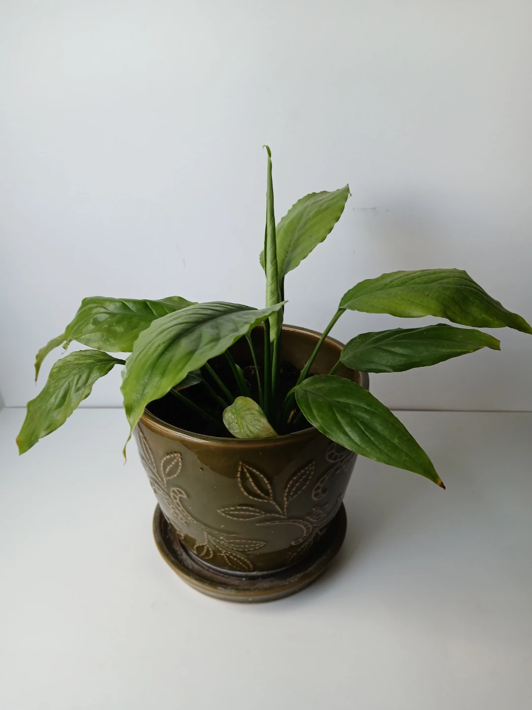 Peace Lily Plant in Decorative Ceramic Pot.