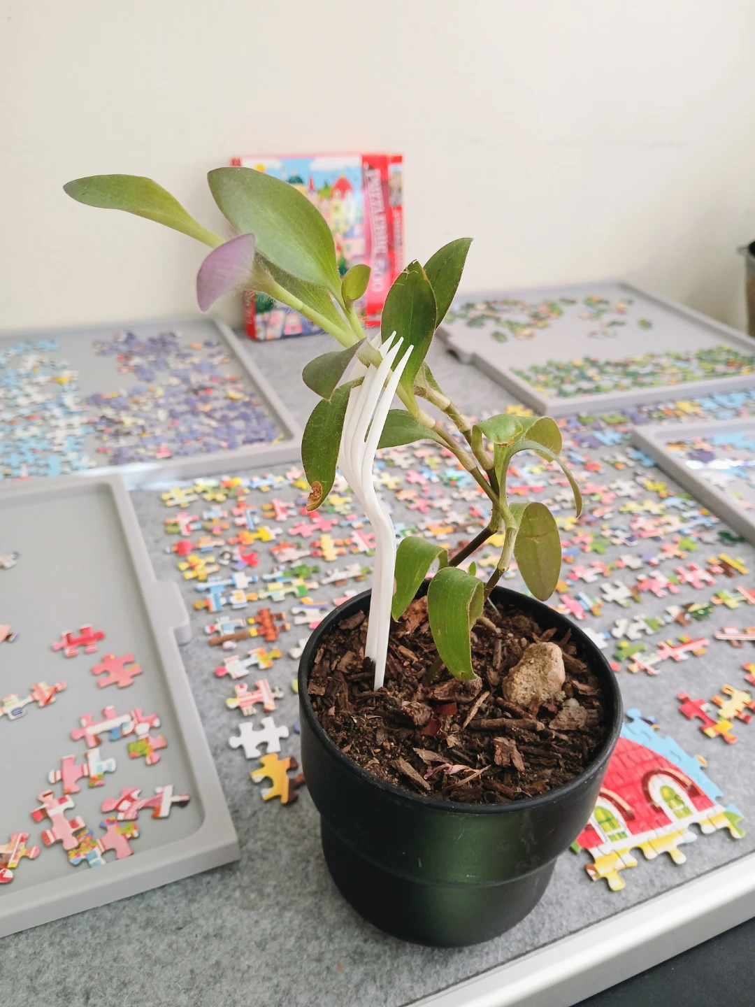 Young Tradescantia in a Pot