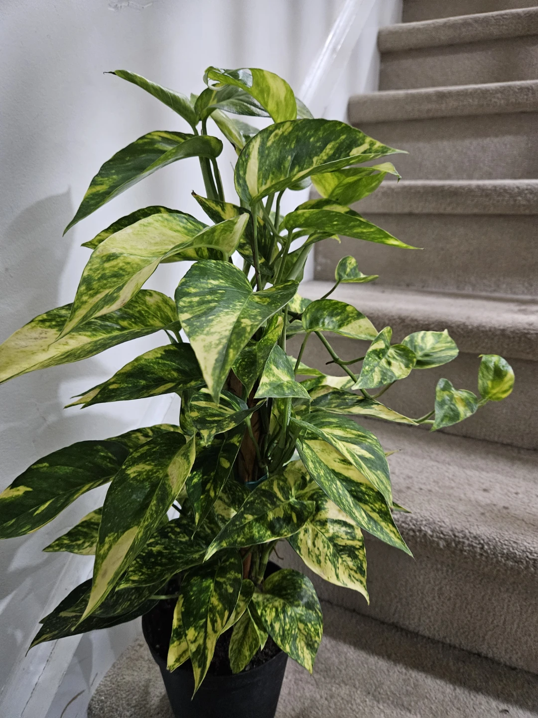 Epipremnum pinnatum yellow flame Plant