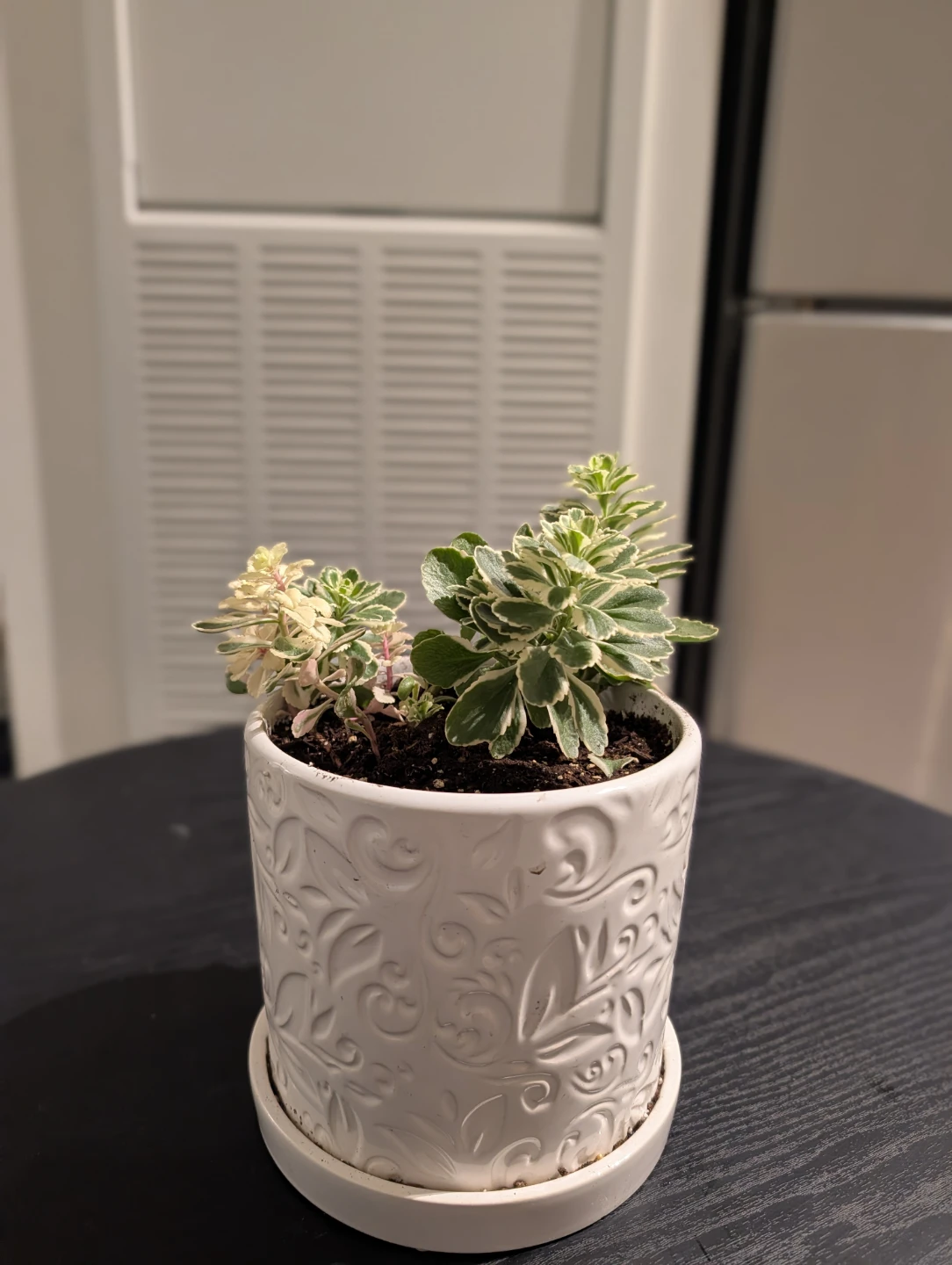 Variegated Sedum Plant in Embossed Pot - photo 2