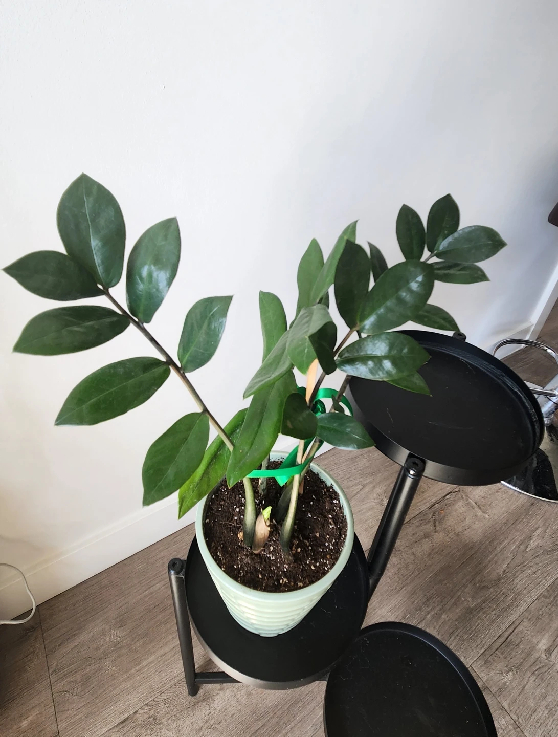 Zamioculcas Plant in Pot