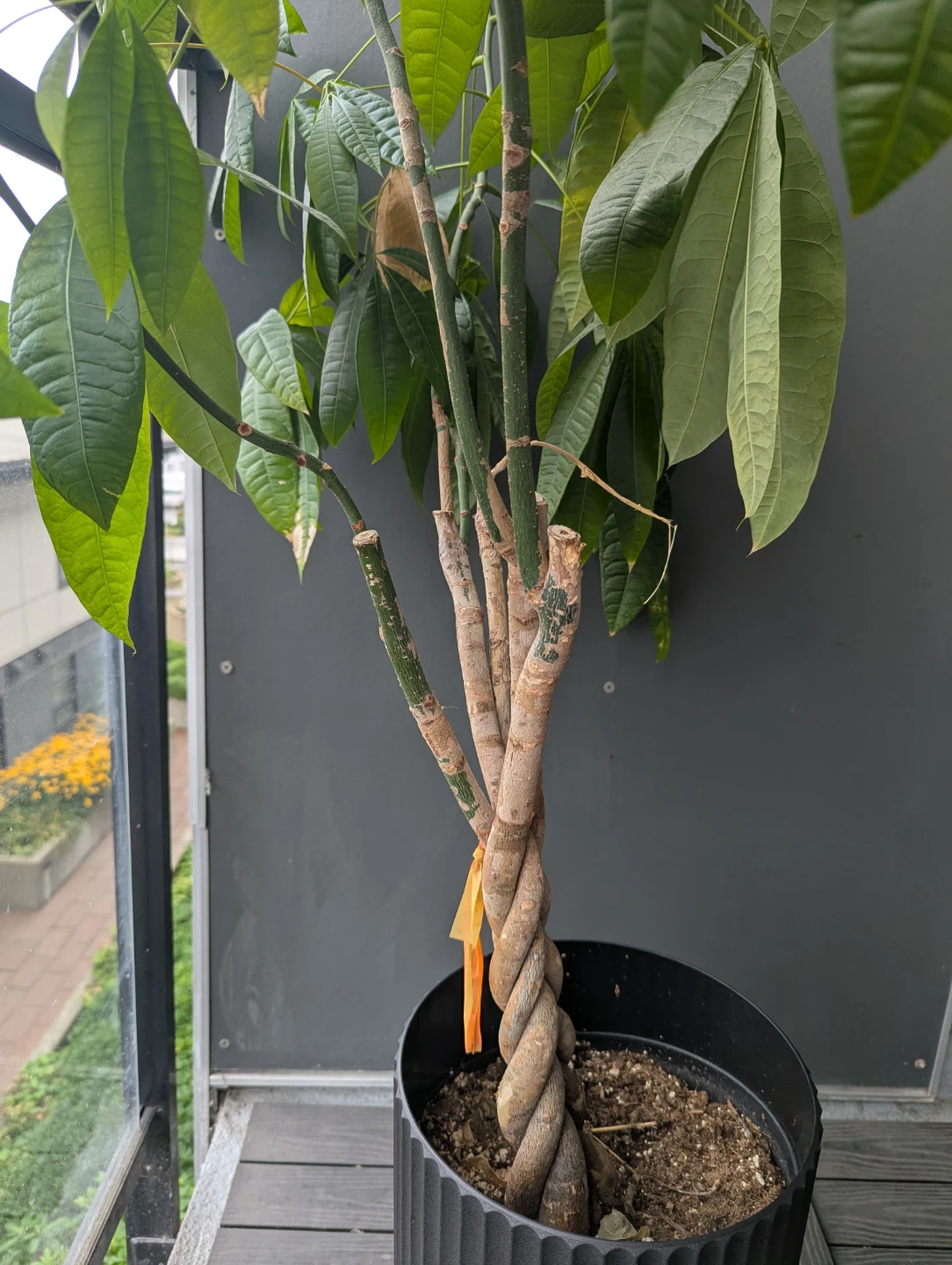 Money tree with stand - photo 3
