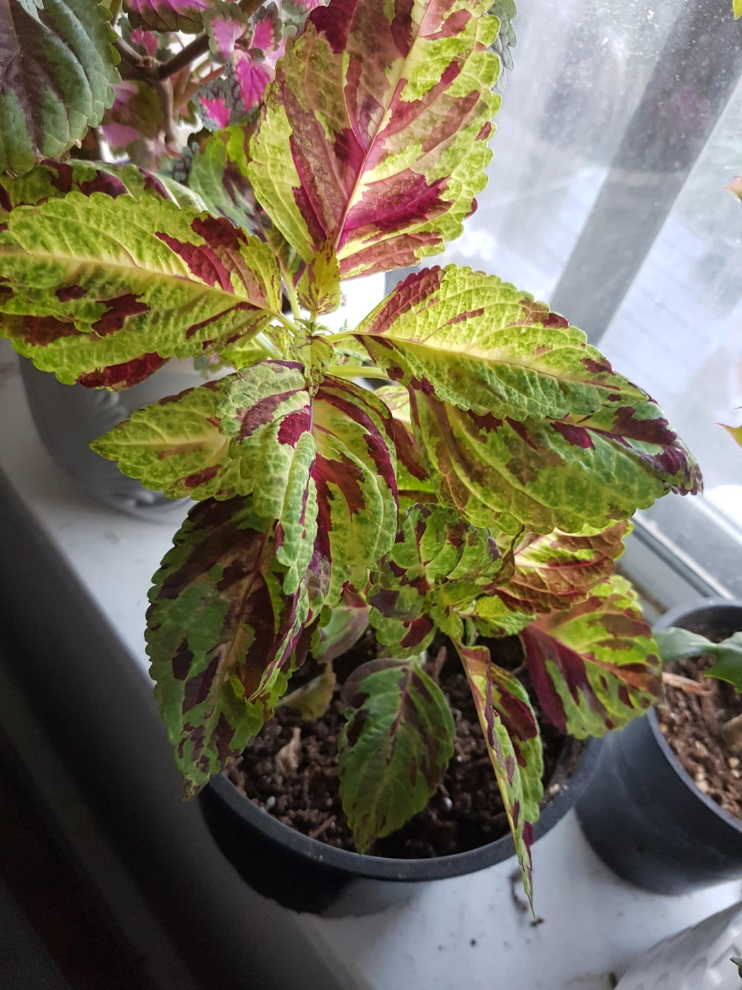 Potted Coleus Plant - photo 5