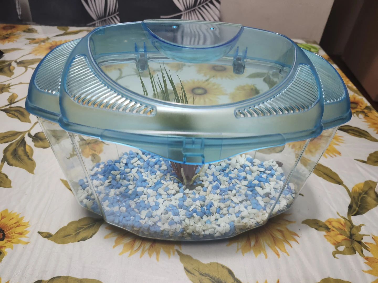 Small Fish Tank (11 in wide 8 inch high) - photo 4