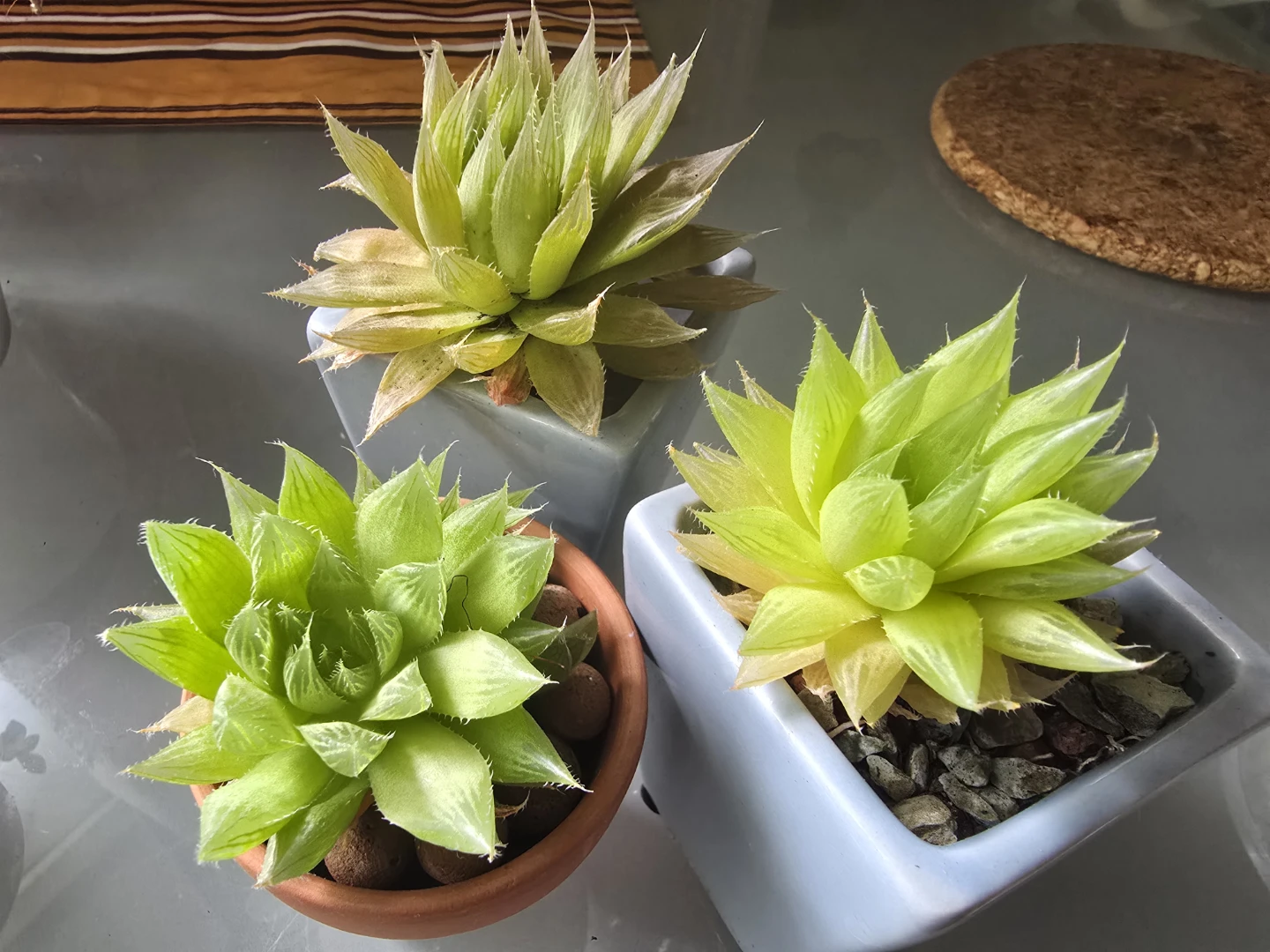 Succulent Plants in Pots