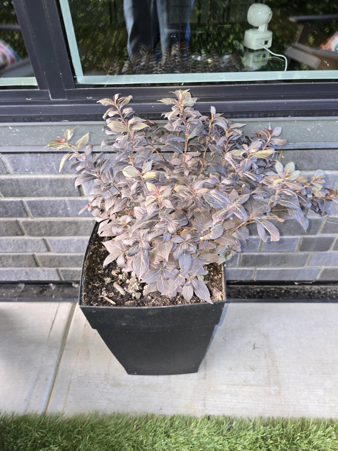 SHRUBS and MORE SHRUBS for $5.00 - photo 2