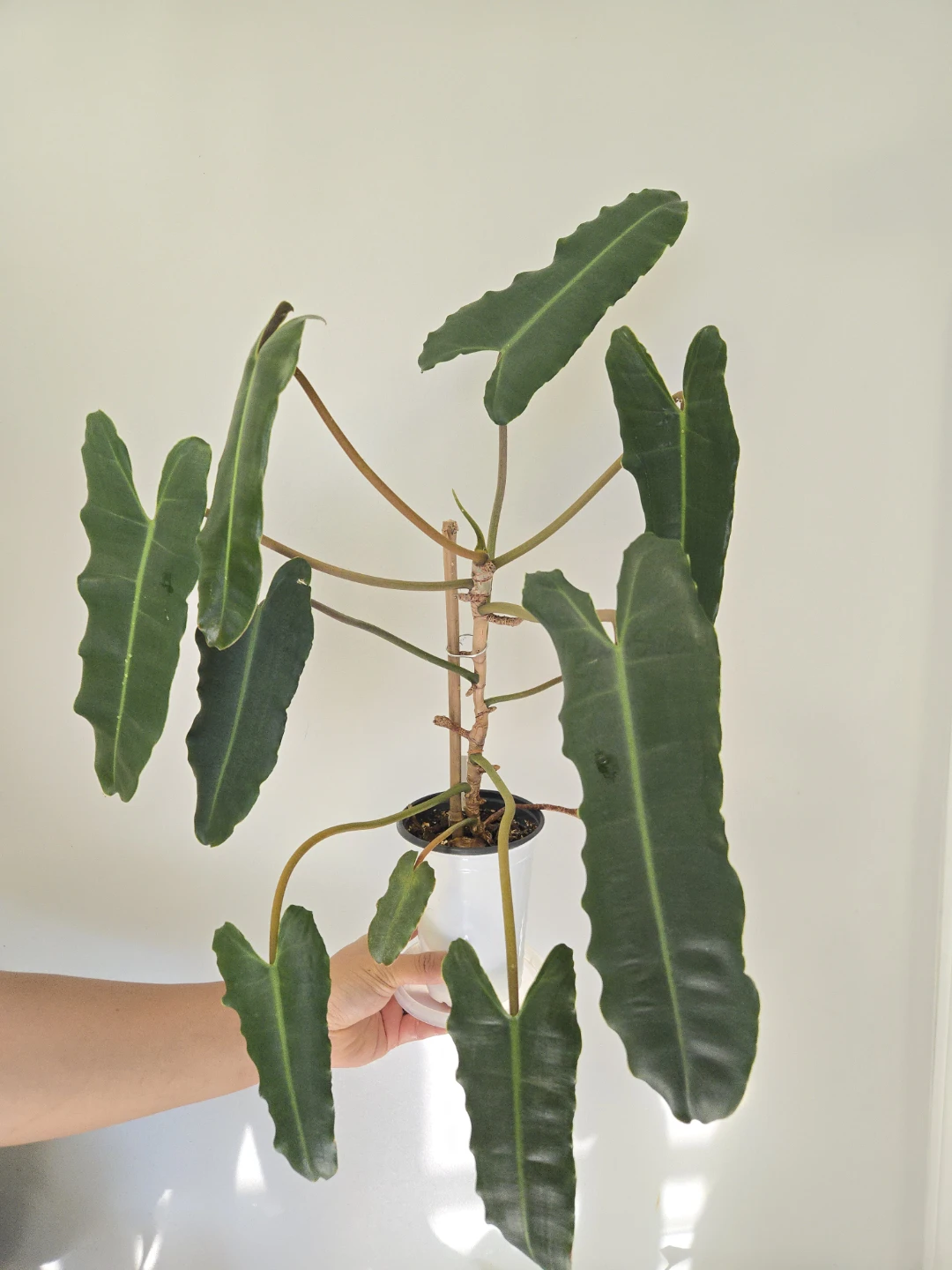 Philodendron Atabapoense