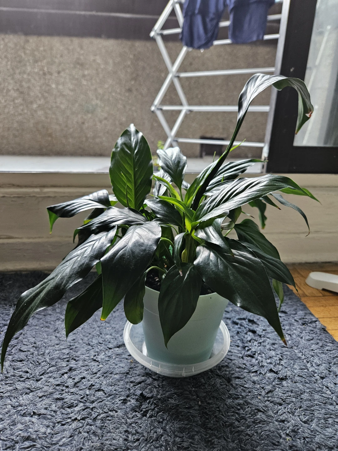 Peace Lily Plant - photo 3