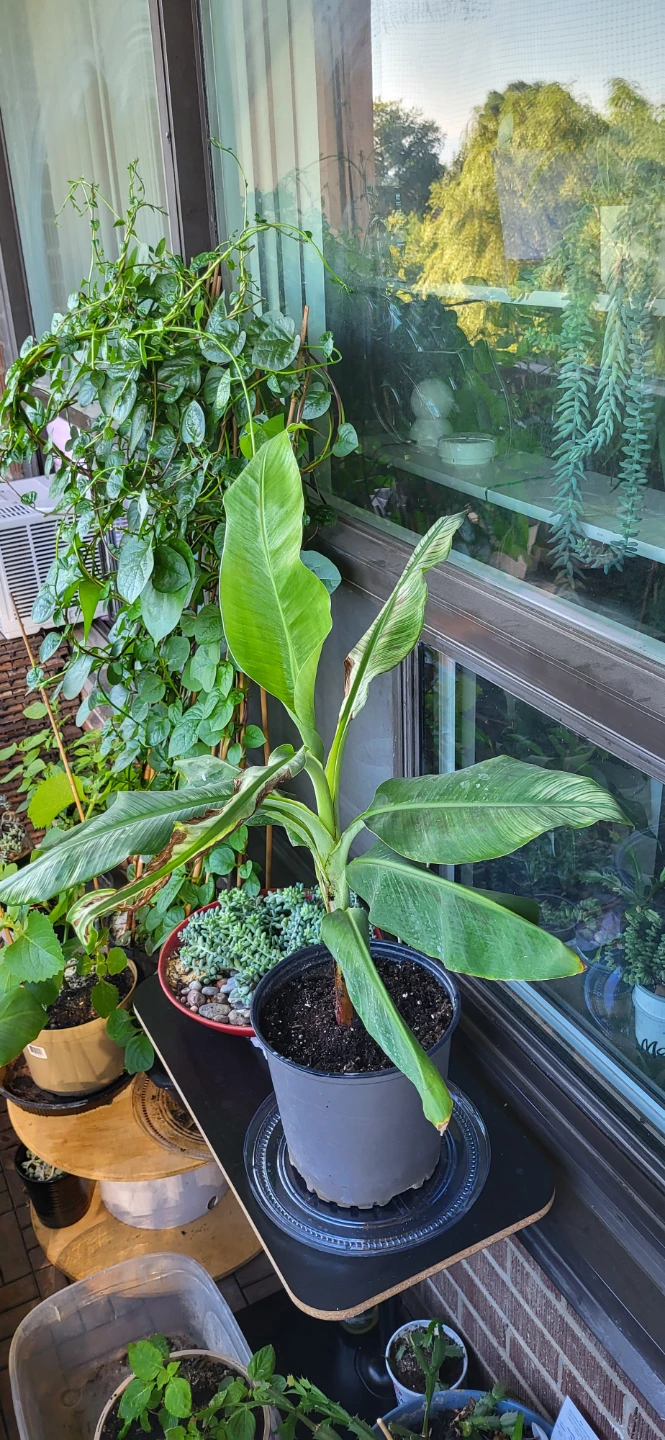 Banana Plant ( please read)