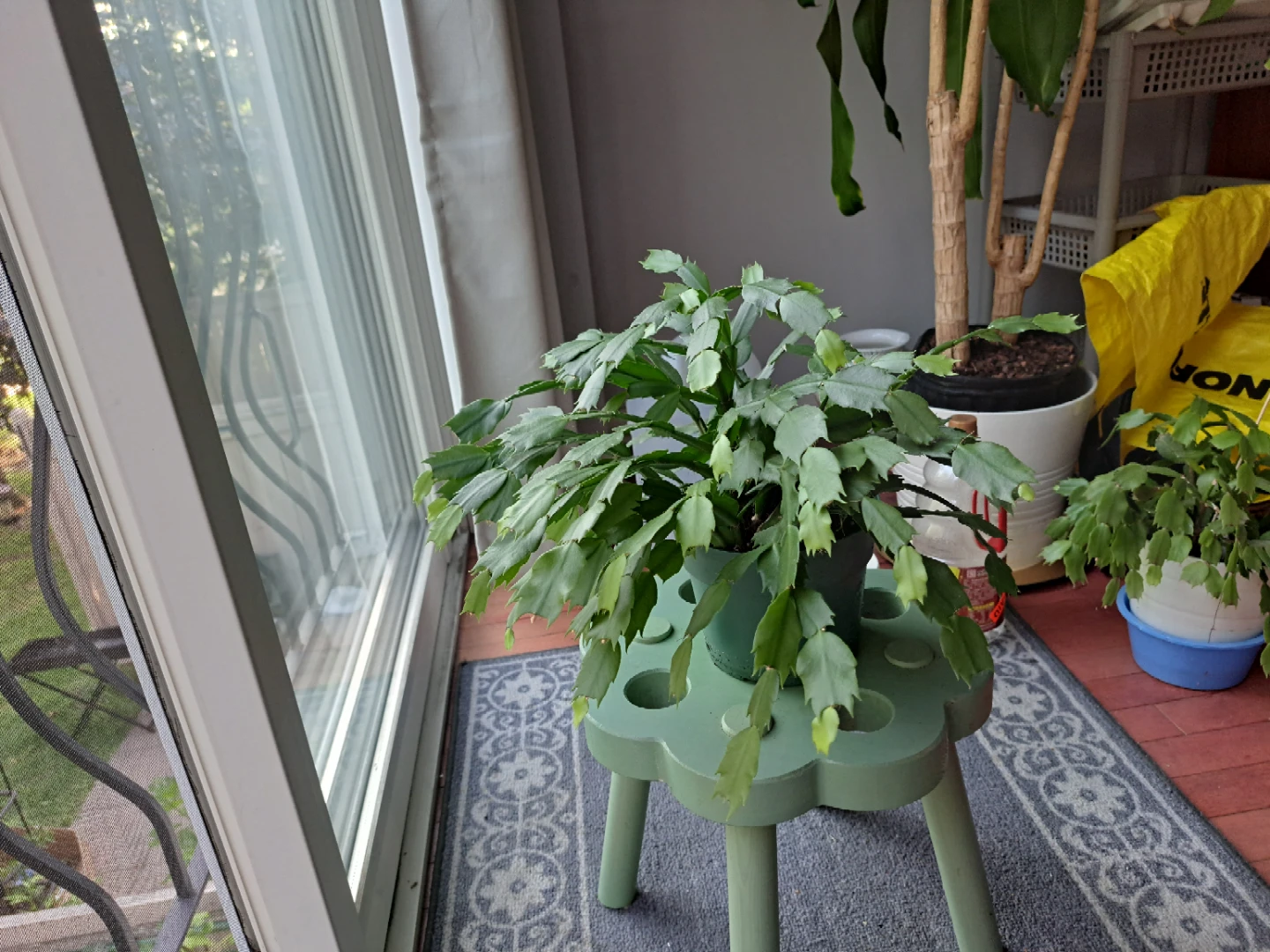 Healthy green Christmas cactus in pot - photo 3